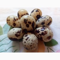 Перепелиные, инкубационные яйца белого Техасского бройлера
