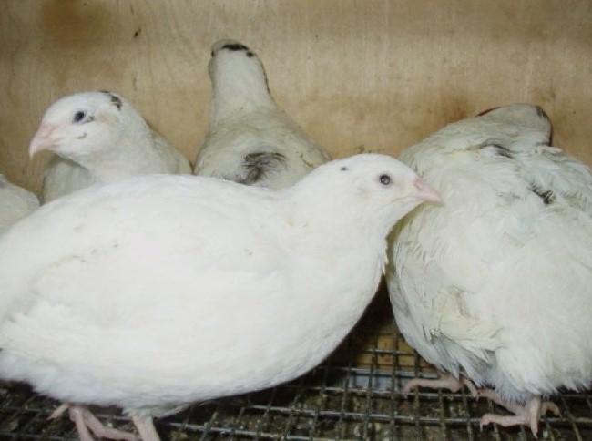 Фото 4. Перепелиные, инкубационные яйца белого Техасского бройлера