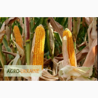 Посевной материал кукуруза Макксалия фао-250 РАЖТ Франция