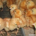 Продам добові курчата