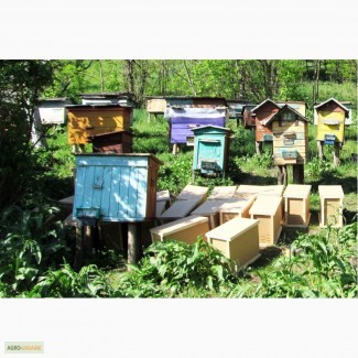 Пчелы, пчелопакеты в Донецке