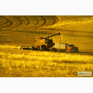 Производим приём Пшеницы по всей Украине