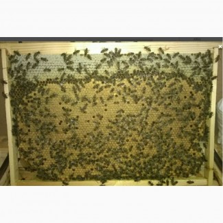 Пчелопакеты Карпатка Возможна Отправка почтой