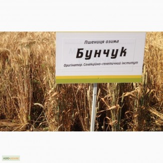 Семена озимой пшеницы Бунчук - эл/1репр (Одесская селекция)