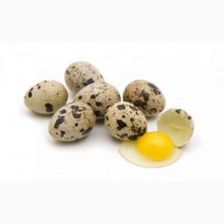 Домашние перепелиные яйца