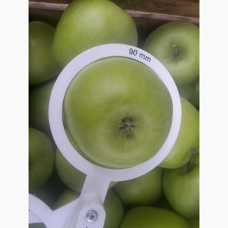 Продам яблука сорту муцу, чемпіон-рено, пінова, фуджі.урожай 2017