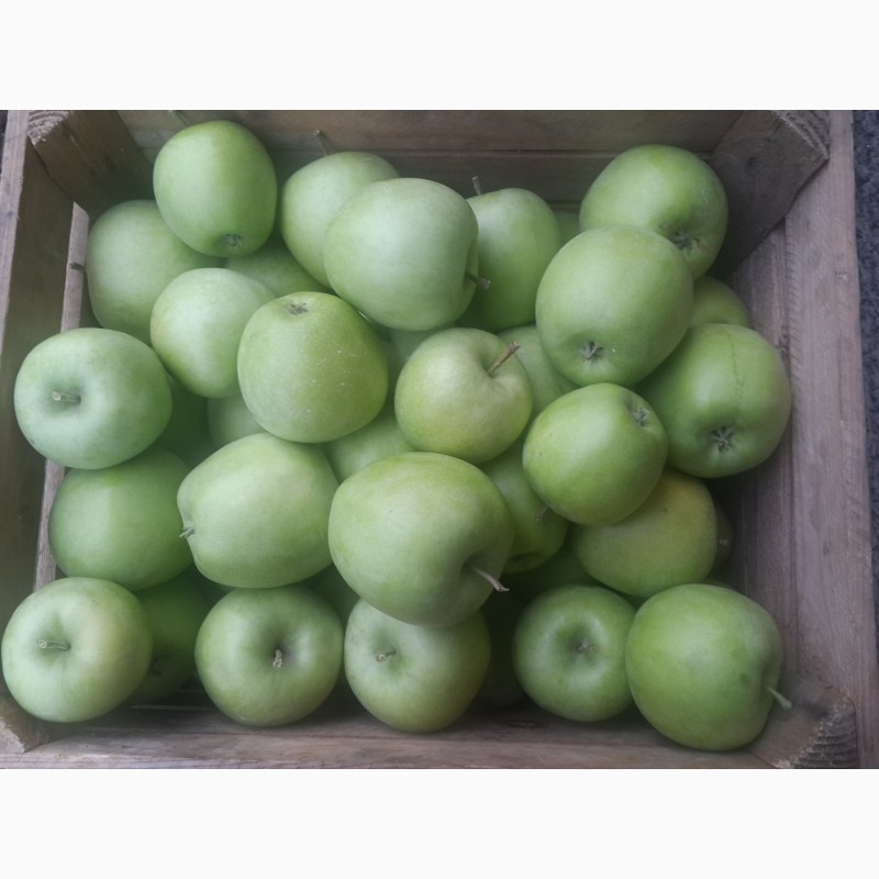 Фото 3. Продам яблука сорту муцу, чемпіон-рено, пінова, фуджі.урожай 2017