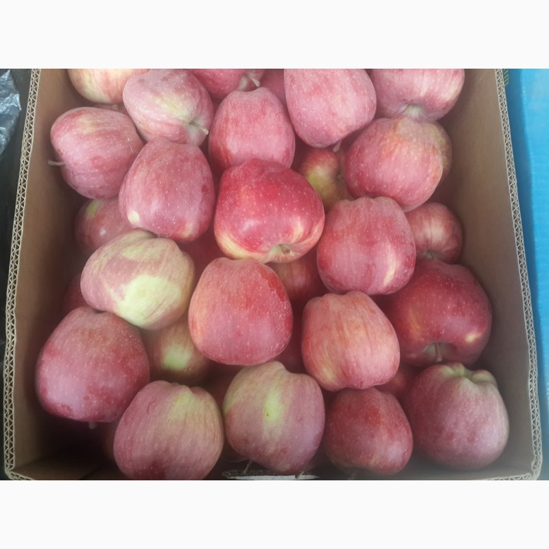Фото 4. Продам яблука сорту муцу, чемпіон-рено, пінова, фуджі.урожай 2017
