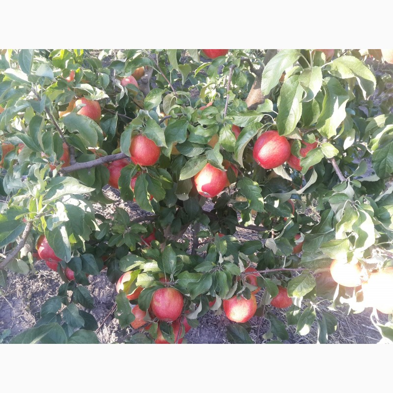 Фото 5. Продам яблука сорту муцу, чемпіон-рено, пінова, фуджі.урожай 2017