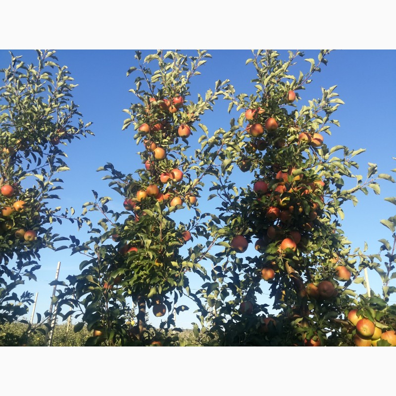 Фото 6. Продам яблука сорту муцу, чемпіон-рено, пінова, фуджі.урожай 2017