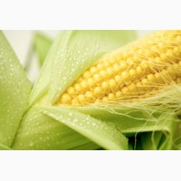 Семена кукурузы Монсанто ДКС 3511 ФАО 330