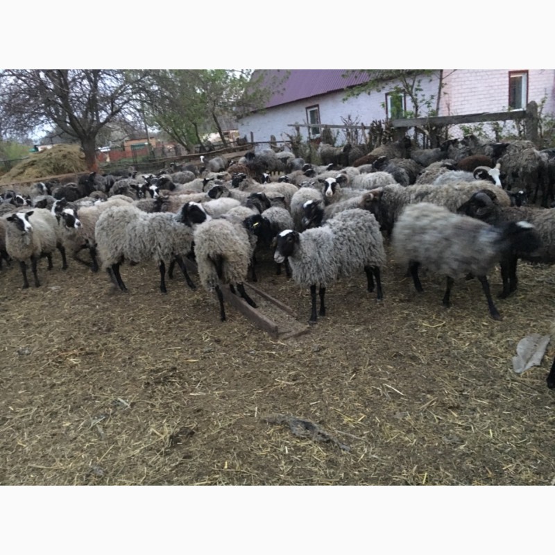 Фото 2. Прлдам стадо овец романовская порода 240 голов