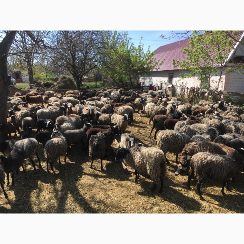 Фото 3. Прлдам стадо овец романовская порода 240 голов