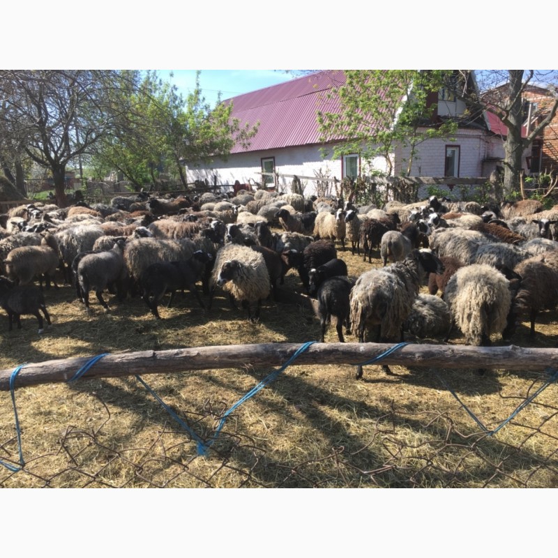 Фото 4. Прлдам стадо овец романовская порода 240 голов