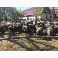 Прлдам стадо овец романовская порода 240 голов