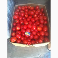Продам помидоры. Есть возможность загрузить 25-30 тонн в день