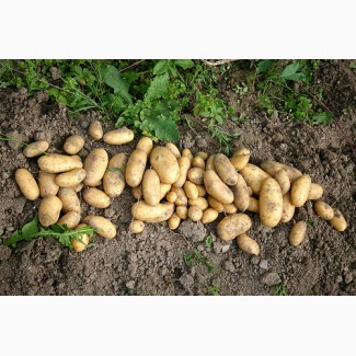 Продам посадкову картоплю сортів Гранада-3т та Рив#039;єра-1т