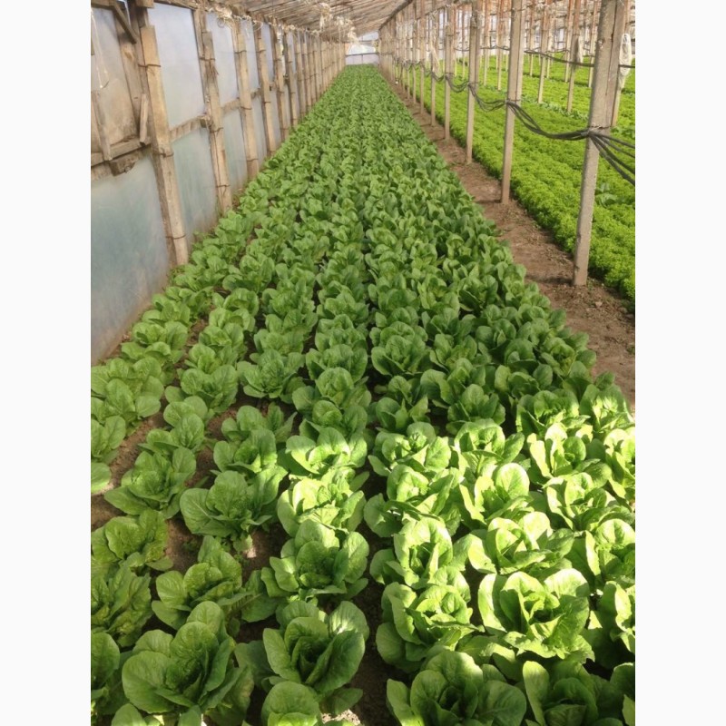 Фото 10. Продам салат листовой зелёный и красный, салат Ромен