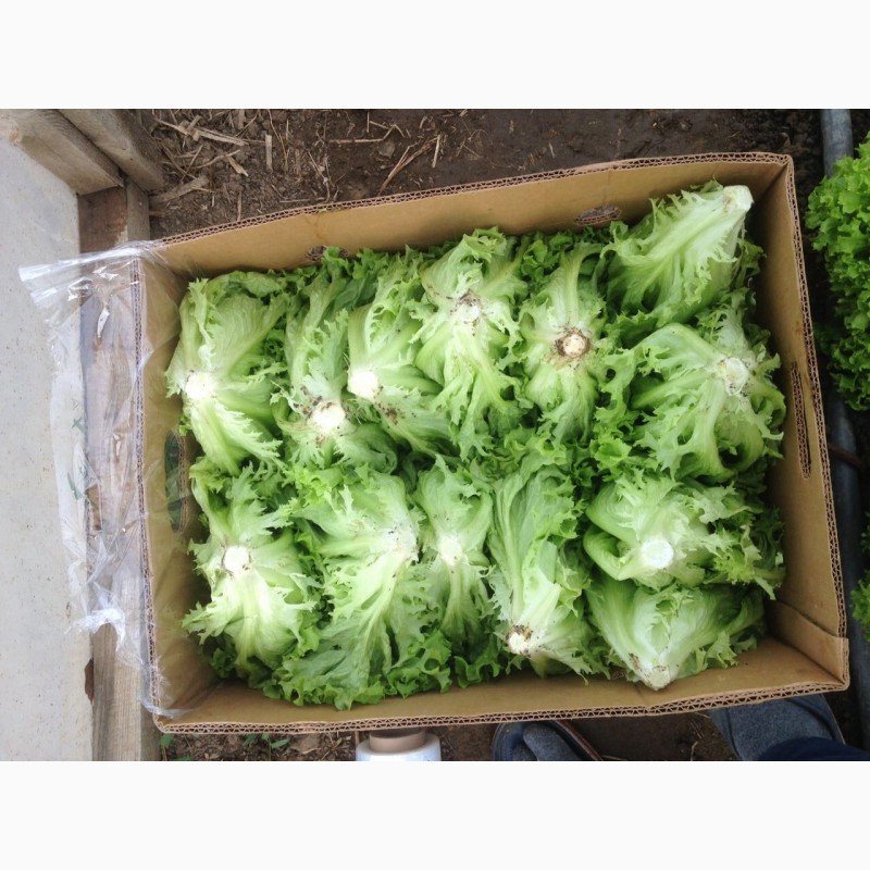 Фото 11. Продам салат листовой зелёный и красный, салат Ромен