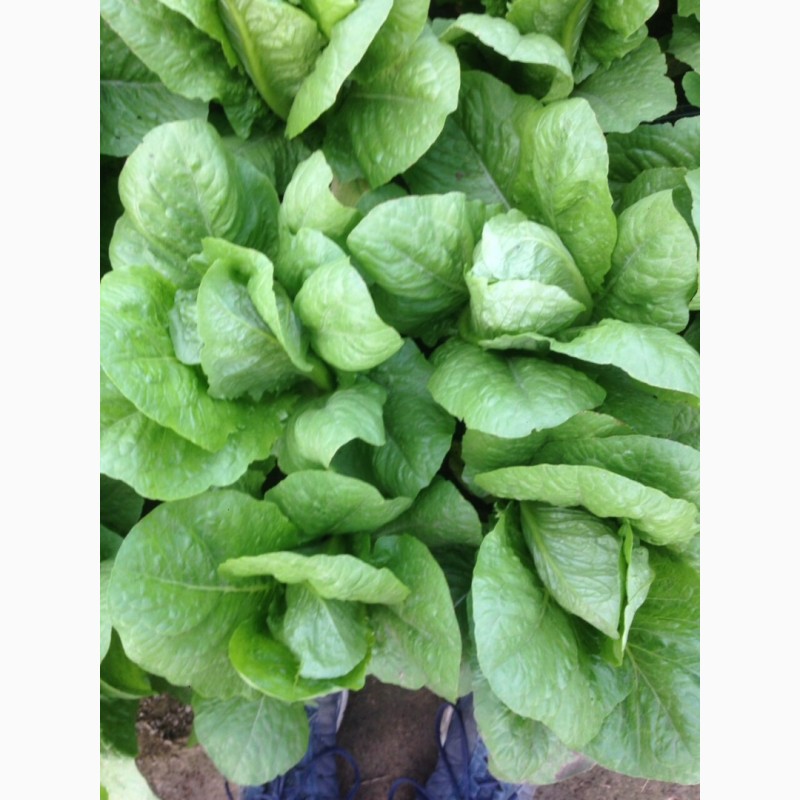 Фото 2. Продам салат листовой зелёный и красный, салат Ромен