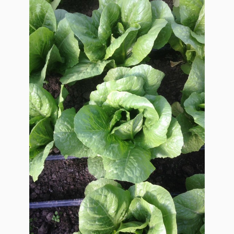 Фото 5. Продам салат листовой зелёный и красный, салат Ромен