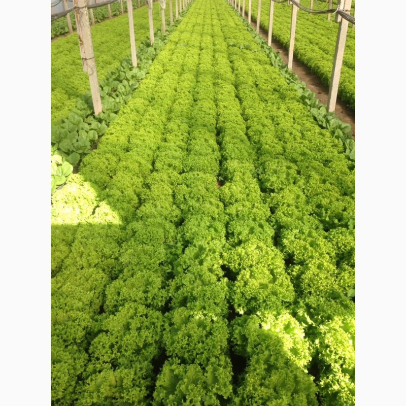 Фото 6. Продам салат листовой зелёный и красный, салат Ромен