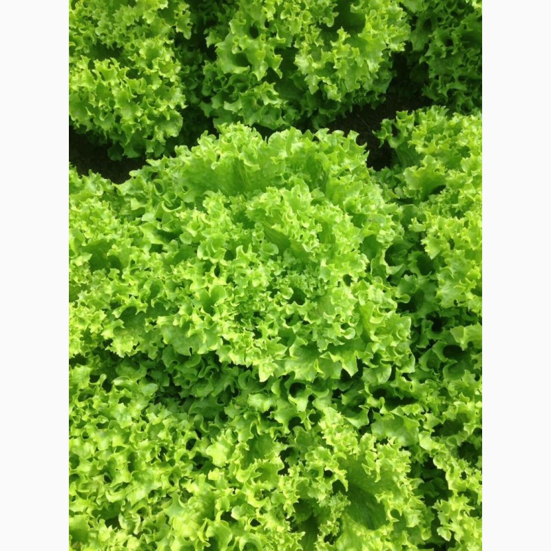 Фото 7. Продам салат листовой зелёный и красный, салат Ромен