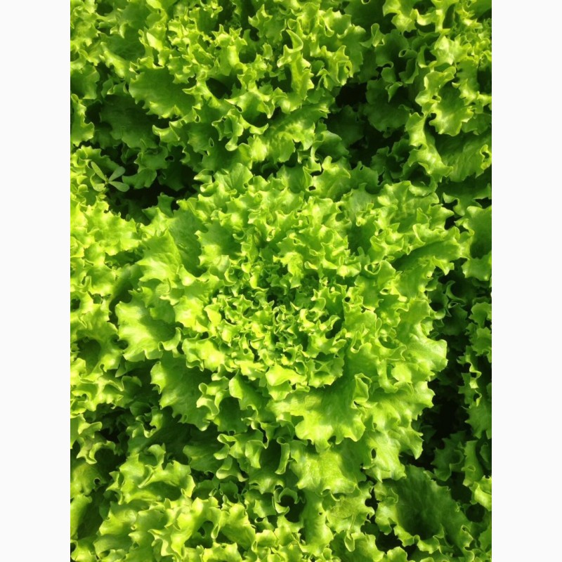 Фото 9. Продам салат листовой зелёный и красный, салат Ромен