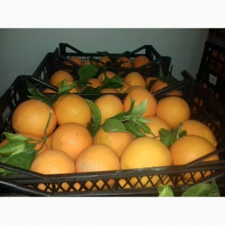 Апельсин Іспанія, елітний сорт