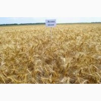 Продам СРОЧНО семена пшеницы двуручка AMADEO Канадский трансгенный сорт
