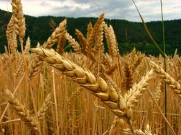 Фото 4. Продам СРОЧНО семена пшеницы двуручка AMADEO Канадский трансгенный сорт