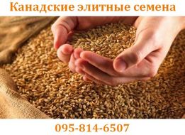 Фото 5. Продам СРОЧНО семена пшеницы двуручка AMADEO Канадский трансгенный сорт