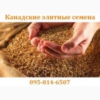 Продам СРОЧНО семена пшеницы двуручка AMADEO Канадский трансгенный сорт