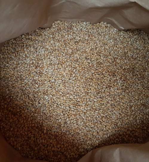 Фото 8. Продам СРОЧНО семена пшеницы двуручка AMADEO Канадский трансгенный сорт