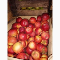 Закупаем яблоки сорт флорина от 100 тон