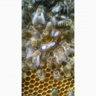 Продам бджоломатки Карніка-Карпатка