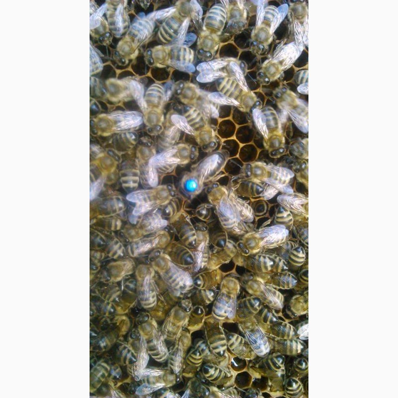 Фото 2. Продам бджоломатки Карніка-Карпатка