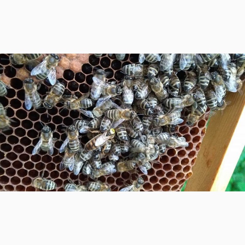 Фото 3. Продам бджоломатки Карніка-Карпатка