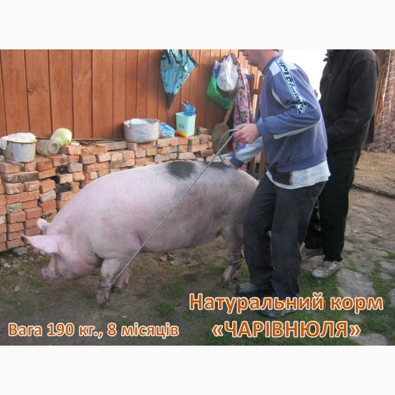 Фото 4. Чарівнюля» - натуральний корм для свиней, ВРХ та курей