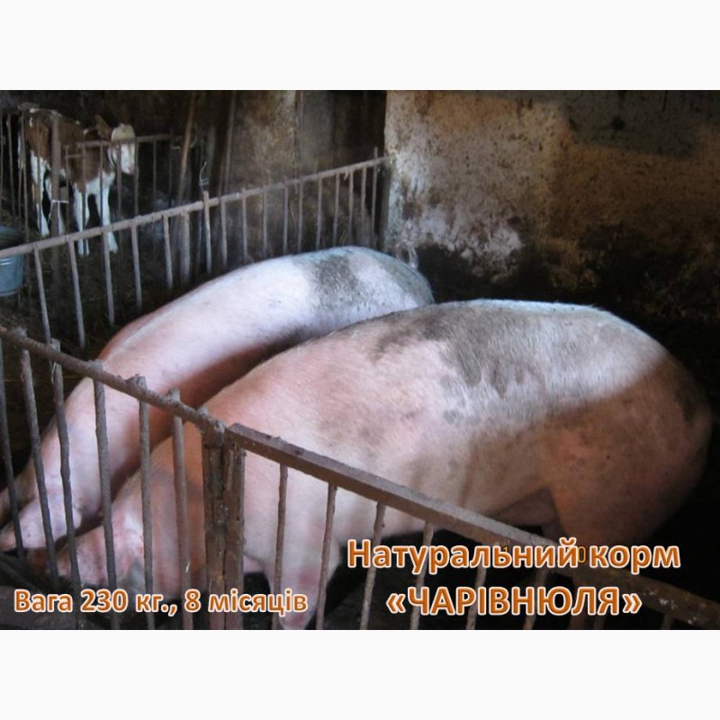 Фото 5. Чарівнюля» - натуральний корм для свиней, ВРХ та курей