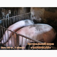 Чарівнюля» - натуральний корм для свиней, ВРХ та курей
