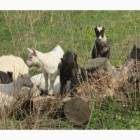 Козочки и козлики зааненские -поможем сформировать стадо