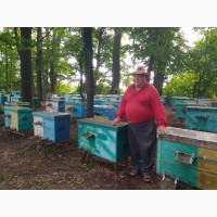 Продаются пчелы (пчелиные семьи)
