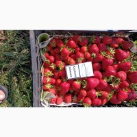 Продам ягоды клубники оптом с поля