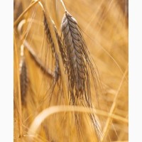 Купляємо пшеницю некласну, некондицію+організовуємо самовивіз. великий ОПТ