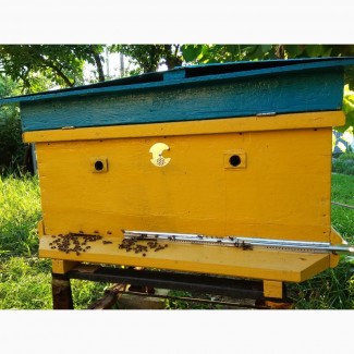 Ульи с пчелами, пчелосемьи, бджоли