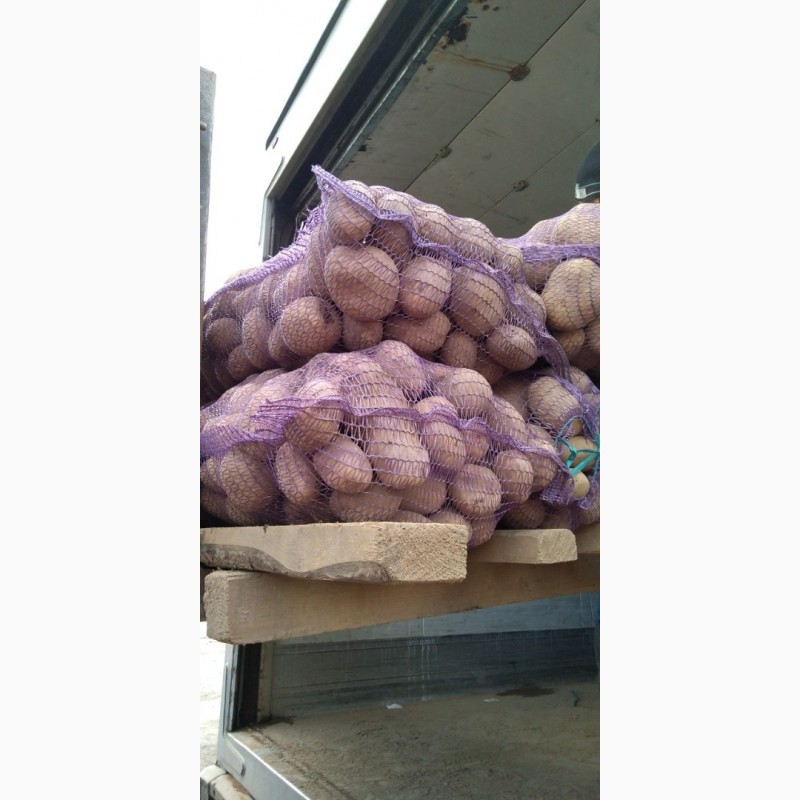Фото 3. Картопля, картошка, бараболя, закриття складу, по 5 грн