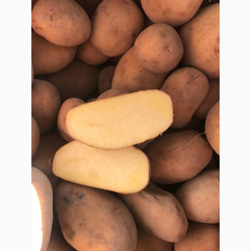 Фото 5. Картопля, картошка, бараболя, закриття складу, по 5 грн