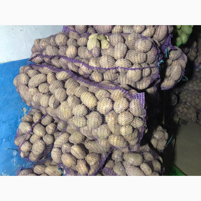 Фото 6. Картопля, картошка, бараболя, закриття складу, по 5 грн
