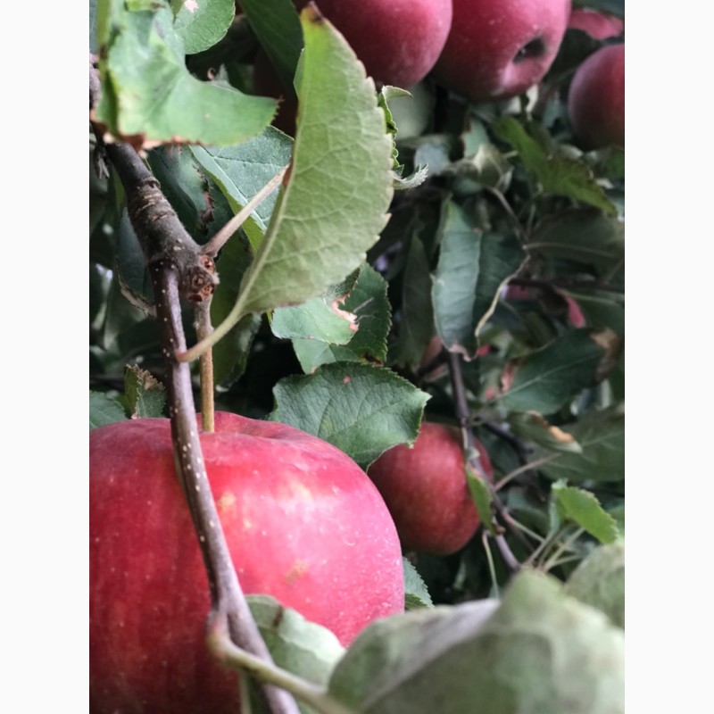 Фото 10. Продам яблоко в большом количестве по оптовой цене! // Оптова продаж яблук